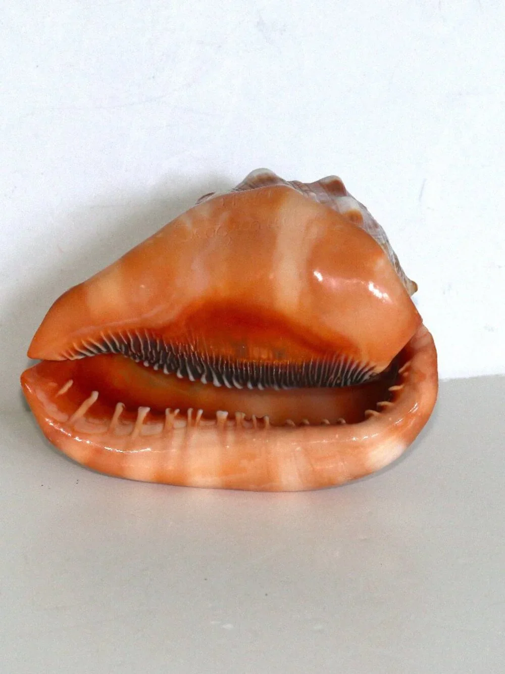 Conch Cameo with hand carved Lady - Picture 5 of 7